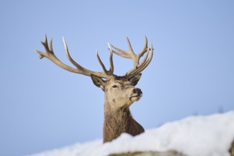 Red deer (Cervus elaphus) stag, portrait, in the mountains in tirol, snow, Kitzbühel, Wildpark