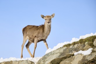 Red deer (Cervus elaphus) hind on a snowy meadow in the mountains in tirol, Kitzbühel, Wildpark