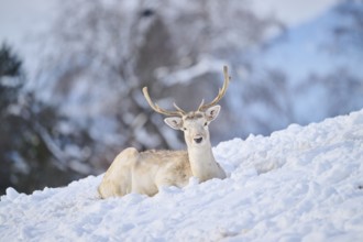 European fallow deer (Dama dama) buck on a snowy meadow in the mountains in tirol, Kitzbühel,