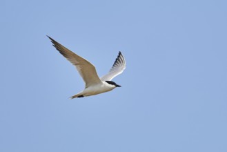 Gull-billed tern (Gelochelidon nilotica) flying in the sky, hunting, ebro delta, Catalonia, Spain,