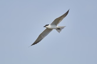 Gull-billed tern (Gelochelidon nilotica) flying in the sky, hunting, ebro delta, Catalonia, Spain,