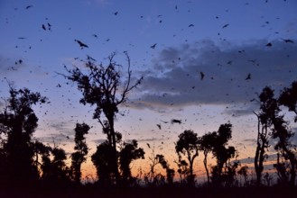 Straw-coloured Fruit Bats (Eidolon helvum), in flight at first light, Kasanka National Park,