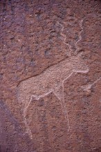 Rock engraving of the Kudus with the curved horn, Twyfelfontein, Unesco World Heritage Site, Kunene