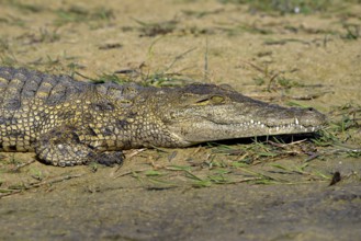 Nile crocodile (Crocodylus niloticus) lying on the shore, Gomoti Plains, Okavango Delta, Botswana,