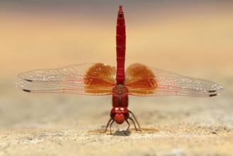 Red basker, Madikwe National Park, South Africa (Urothemis assignata), releasable