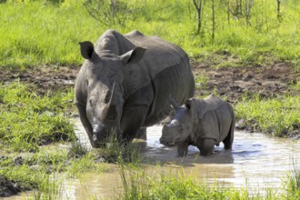 White rhinoceroses (Ceratotherium simum), female and young, Sabi Sabi Game Reserve, Kruger National