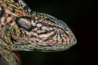 Jewel chameleon (Furcifer lateralis) (Chamaeleo lateralis), side, Madagascar, Africa