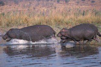 Hippopotamus (Hippopotamus amphibius), Chobe national park, Botswana, side, Africa