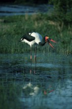 Saddle-bill Stork (Ephippiorhynchus senegalensis), Hwange national park, Zimbabwe, Africa