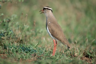 Crowned Plover (Vanellus coronatus), Samburu Game Reserve, Kenya, Africa