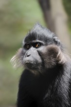 Black crested mangabey (Lophocebus aterrimus), captive, occurrence in Congo, Malaysia, Asia