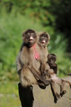 Djelada or gelada baboon (Theropithecus gelada), female with young, captive, occurring in Ethiopia,