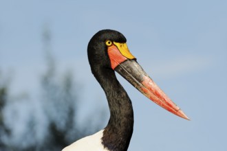 Saddle-billed stork (Ephippiorhynchus senegalensis), female, captive, occurrence in Africa