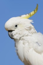 Middle yellow-crested cockatoo (Cacatua sulphurea abbotti), portrait, captive, occurring in