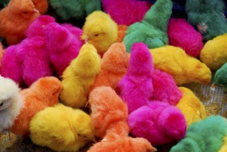 Colourful chickens, domestic chicken, market, Ürgüp, Cappadocia, Turkey, Asia