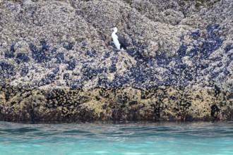 Great cormorant (Phalacrocorax carbo), Boat Cruise, Akaroa, Banks Peninsula, Canterbury, New