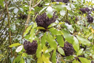 Neopanax arboreus (L.f.) Allan, Glenfalloch Gardens, Dunedin, Neuseeland