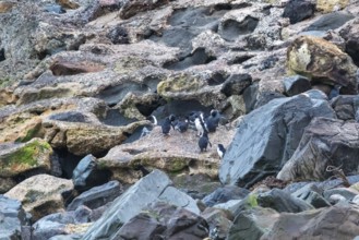 Blauer Pinguin (Eudyptula minor), Kolonie, Oamaru, Bezirk Waitaki, Otago, Neuseeland