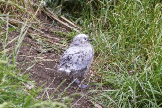 Gulls (Larinae), chicks, Otago Peninsula, New Zealand, Oceania