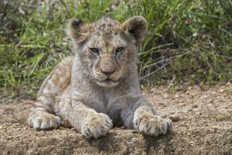 African lion (Panthera leo) cub resting on rock ledge