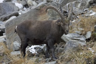 Alpine ibex (Capra ibex) in the Italian Alps, Gran Paradiso National Park, Italy, Europe