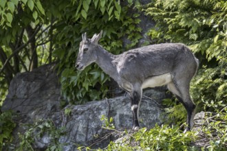 Bharal, Himalayan blue sheep (Pseudois nayaur), naur female, native to high Himalayas of India,