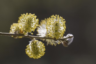 Goat willow, pussy willow (Salix caprea), great sallow close up of flowering yellow male catkins in