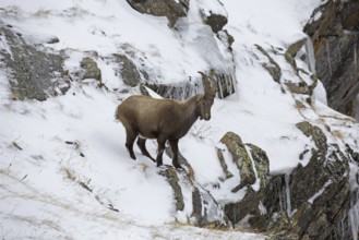 Alpine ibex (Capra ibex) young male with small horns foraging in rock face in the snow in winter,