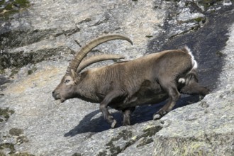 Alpine ibex (Capra ibex) male with large horns traversing rock face on mountain slope in autumn,