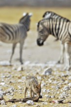 Black-backed jackal (Canis mesomelas) eating from antelope carcass among zebras, Etosha National