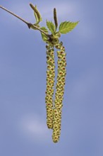 Male catkins of silver birch (Betula pendula) (Betula verucosa) in spring