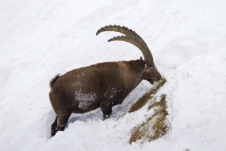 Alpine ibex (Capra ibex) male foraging in the snow in winter