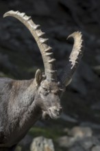 Close-up of Alpine ibex (Capra ibex) male with large horns in the Dolomites, South Tyrol, Italy,