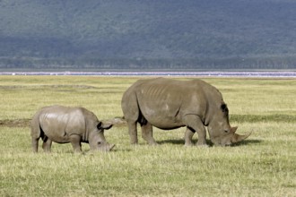 White rhinoceros (Ceratotherium simum) female with young grazing grass, Lake Nakuru National Park,