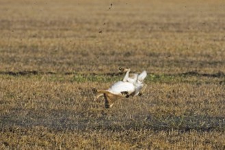 Fleeing European brown hare (Lepus europaeus) shot in field by hunter during the hunting season in