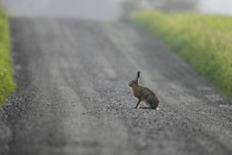 European brown hare (Lepus europaeus) sitting on dirt road in farmland