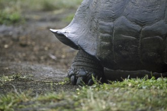 Galapagos giant tortoise (Chelonoidis nigra) (Geochelone elephantopus) in the Darwin Station, Santa