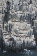 Alkefjellet, sea cliff housing seabird colony of thick-billed murres (Uria lomvia), Brünnich's