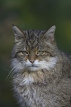 European Wildcat (Felis silvestris silvestris) portrait in forest, Germany, Europe