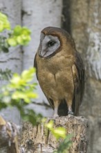 Ashy-faced owl (Tyto glaucops) barn owl species native to Haiti and the Dominican Republic