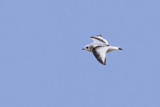 Ross's gull (Rhodostethia rosea) (Hydrocoloeus roseus) flying in non-breeding plumage, native to