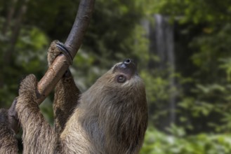 Linnaeus's two-toed sloth (Choloepus didactylus), southern two-toed sloth, Linne's two-toed sloth