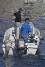 Shot Harp seals (Phoca groenlandica) in Inuit hunter's motorboat, Uummannaq, North-Greenland,