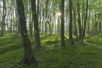 Sun shining through European beech (Fagus sylvatica), common beech trees in deciduous forest in