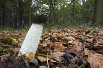 Common stinkhorn (Phallus impudicus), dickes-nipes in autumn forest