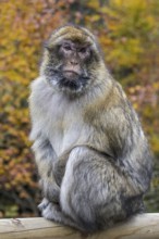 Barbary macaque (Macaca sylvanus), Barbary ape, magot native to the Atlas Mountains of Algeria,