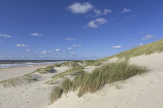 Beach and European marram grass (Ammophila arenaria), beachgrass in the dunes on Texel, West