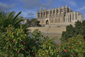 La Seu Cathedral, Palma Cathedral, Palma, Majorca, Balearic Islands, Spain, Europe