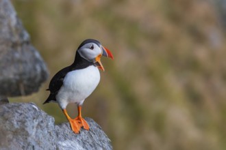 Puffin (Fratercula arctica), stands on rock, calling, Norway, Europe