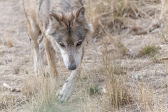 Mongolian wolf (Canis lupus chanco) in Gevaudan Park. Marvejols, Cevennes, France, Europe